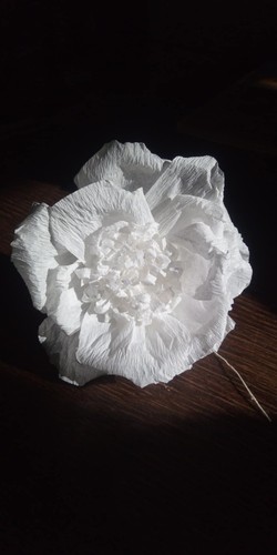 Große krepprosen rosen - große,