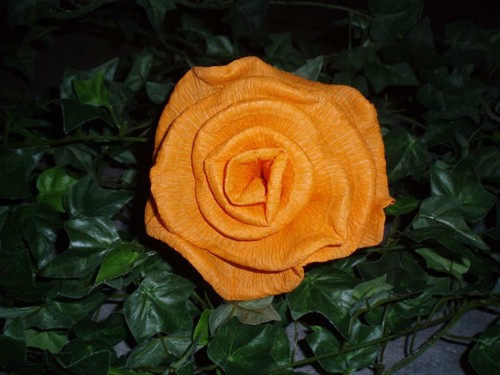 Große krepprosen orange - x,