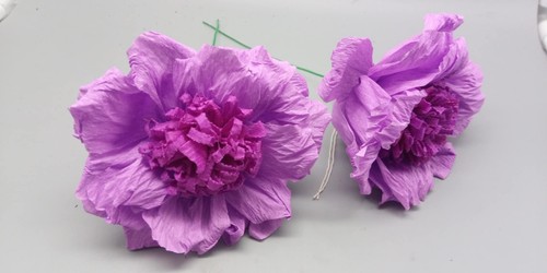 Große krepprosen rosen - x,